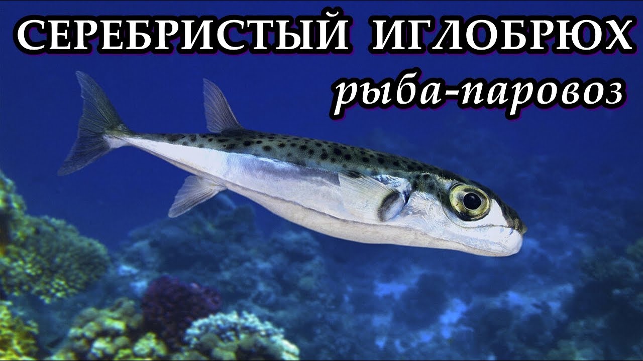 СЕРЕБРИСТЫЙ ИГЛОБРЮХ - Рыба-паровоз