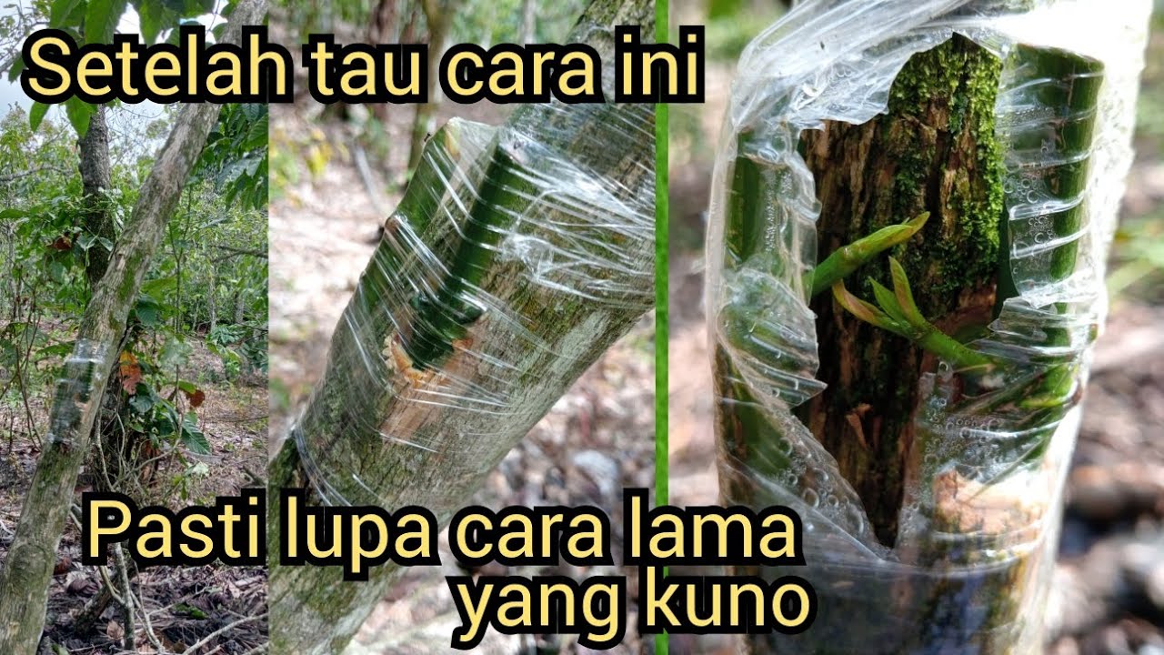 CARA BARU sambung sisip kopi yang paling mudah berhasil untuk pemula