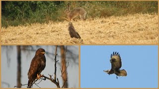 KÁNĚ LESNÍ - zajímavosti / hlas, při lovu, s kořistí, různé barevné varianty (morfy) / mluvené slovo