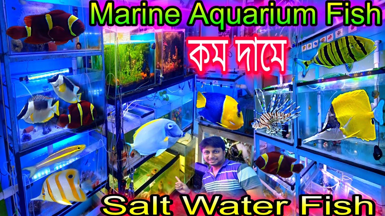 Marine Aquarium Fish Price Salt Water Fish Marine Aquarium Fish