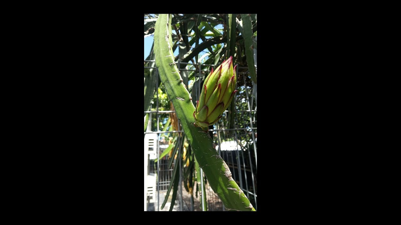 Budidaya Buah Naga di pekarangan rumah 