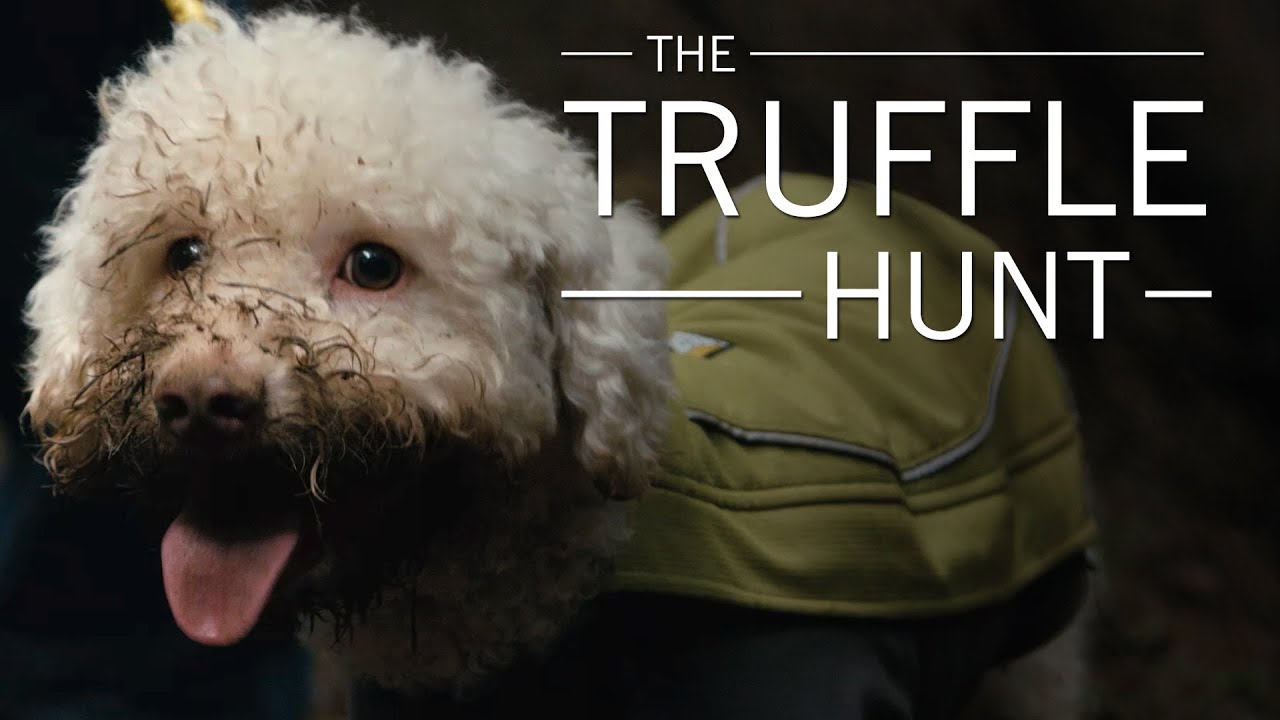 The Truffle Hunt Original Fare PBS Food YouTube