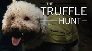 Original Fare - The Truffle Hunt | Original Fare | PBS Food