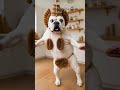 タワシブルドッグダンス #亀の子たわし #たわし #ブルドッグ #dogdance #petdance