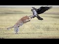 Wild Animal Attack - Leopard Attacks And Eats Eagles