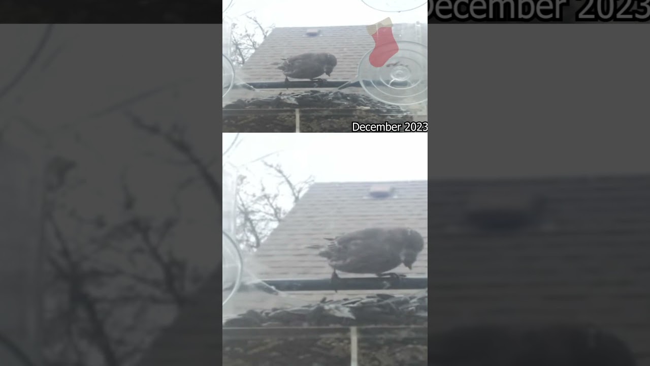 Discovering Palouse's Avian Wonderland | Birdwatching Timelapse