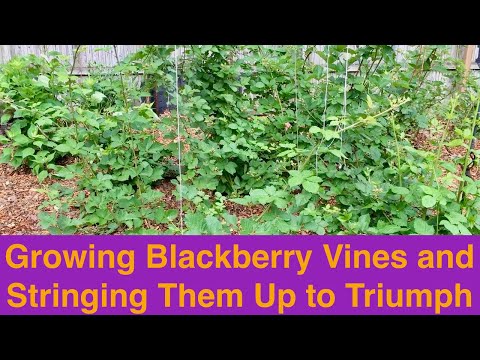 Growing Blackberry Vines and Stringing Them Up to Triumph