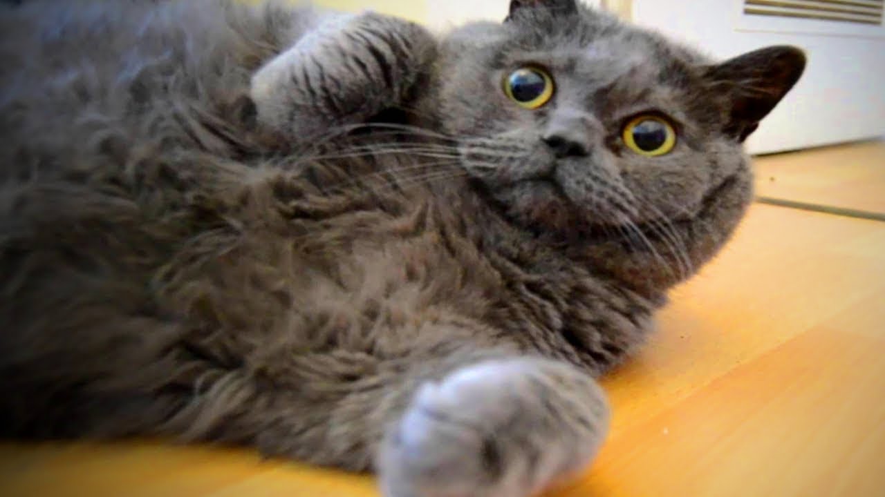 Cute Fat Cats 😻😹 Funny Fat Cats (Full) [Epic Life] - YouTube