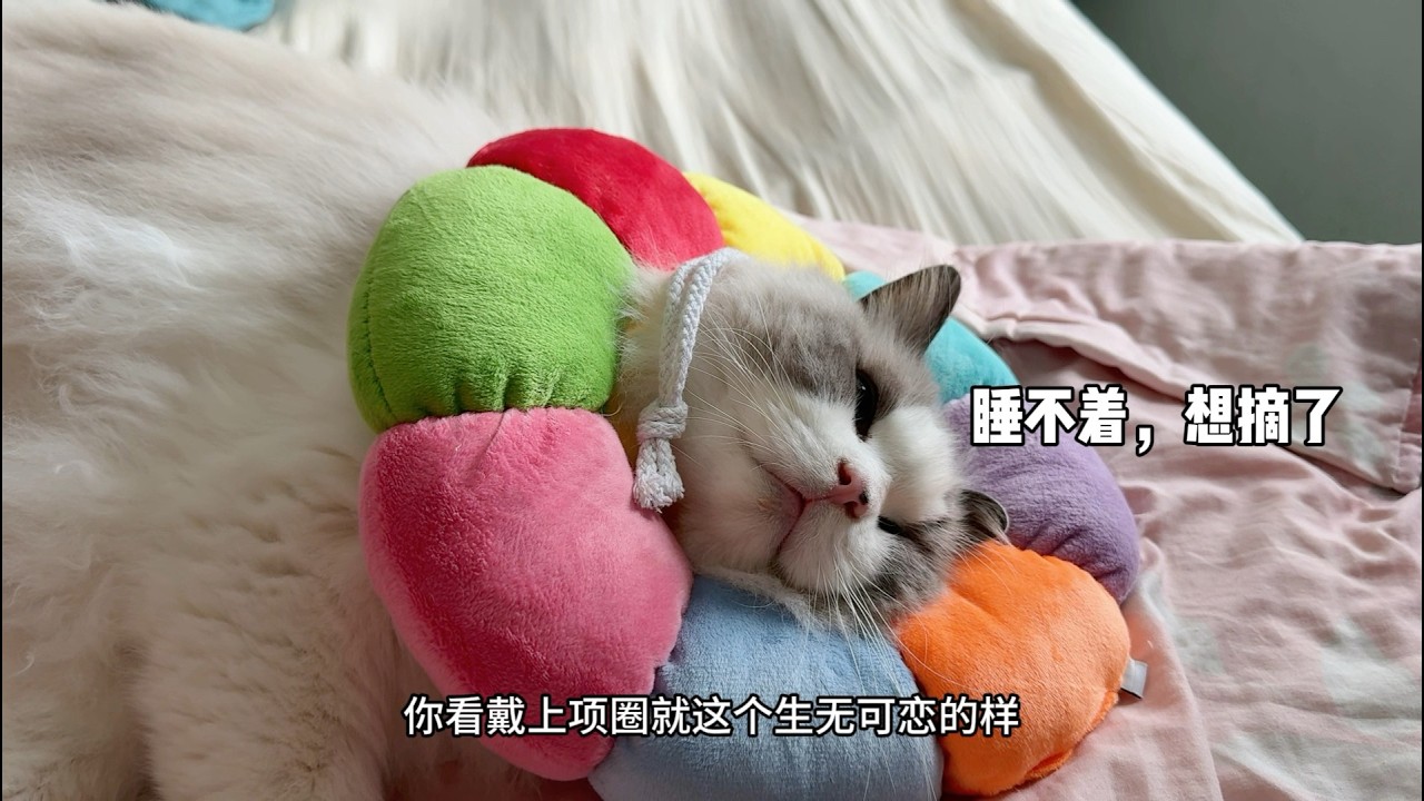 時隔2年多，大老貓又尿閉了，果然尿閉只有0次和N次 #貓咪 #貓咪日常 #cat #cute #寵物 #貓