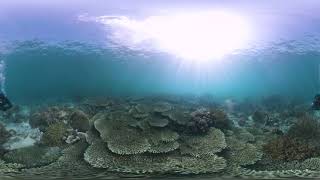 360° Bastianos Dive Resorts Sulawesi: Bunaken - Bangka - Lembeh