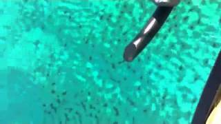 Palm Beach Shark migration