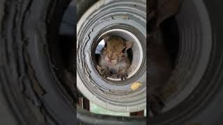 Leo The Squirrel Update 5 #shorts