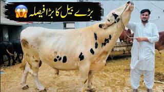 Ismail Jutt Big Announcment For Largest Bull in Pakistan 🔥🔥
