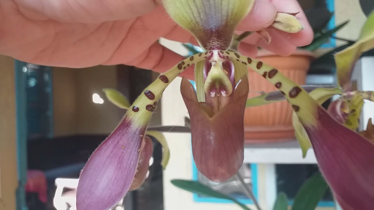 Anggrek Paphiopedilum Lowii Berbunga Indah YouTube