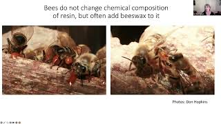 WAS Feb'25 Mini: The Benefits of Propolis to Honey Bee Colonies by Dr. Marla Spivak