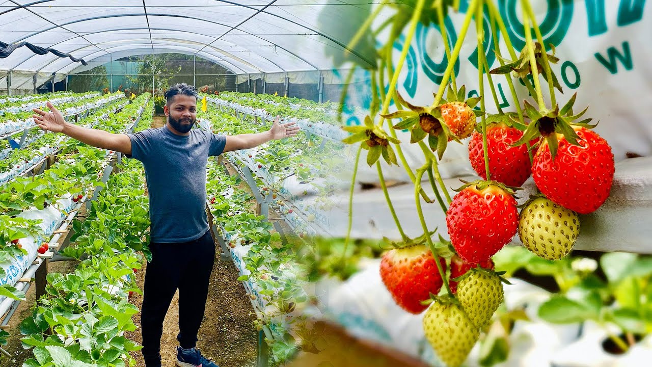 Strawberry 🍓 farms Nuwaraeliya inside of the polytunnel greenhouse