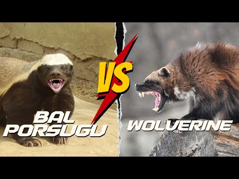 Bal Porsuğu vs Wolverine | Bal Porsuğu Belgeseli Komik #BalPorsuğu #medyabilgini