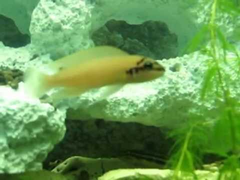 Chalinochromis brichardi