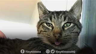 Terminally Ill Feral Cat Gets a Home for Christmas - TinyKittens.com