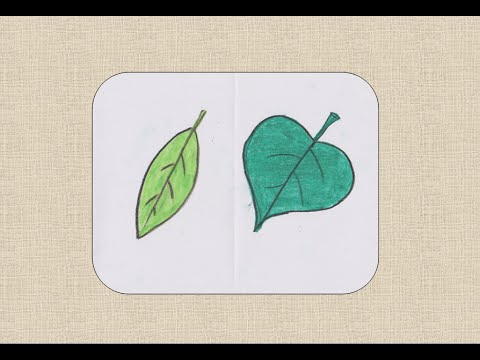 How To Draw A Leaf Step By Step For Kids