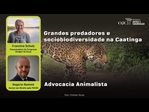 Grandes predadores e sociobiodiversidade na Caatinga e Advocacia Animalista