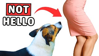 The Real Reason Dogs Sniff Butts Is WEIRD