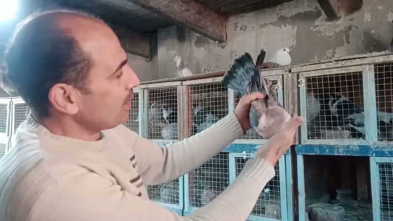 احلى زيادات حمام استاذ ايمن مدرسه 01121766360