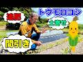 【トウモロコシ】大きなトウモロコシを育てるコツ!!〜サラリーマンでも出来る家庭菜園シリーズ〜