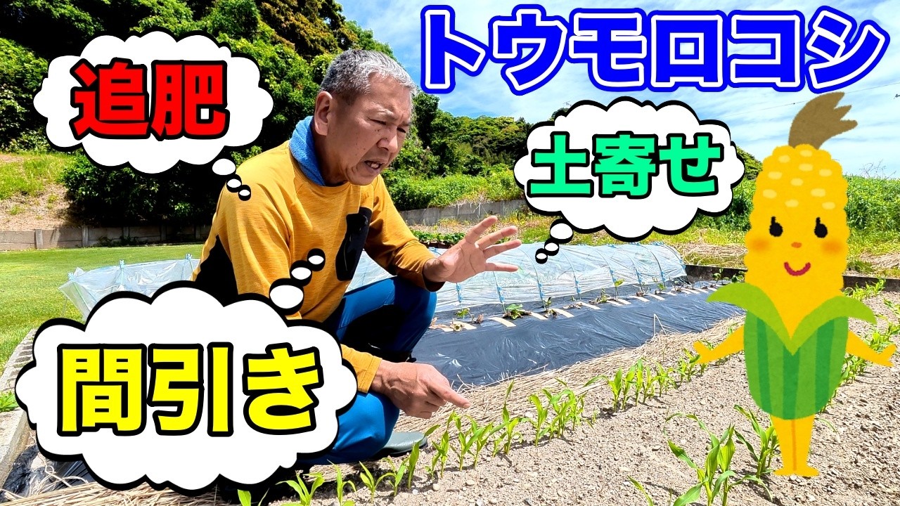 【トウモロコシ】大きなトウモロコシを育てるコツ!!〜サラリーマンでも出来る家庭菜園シリーズ〜