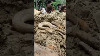 देखिए कैसे पकडा एक बहुत ही छोटा प्यारा साँप 😱😱🙏🙏#murliwalehousla #snake Resimi