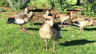 Egyptian Goose Family Last Togetherness before Goslings Leaving Parents for Good - Preening Time P1