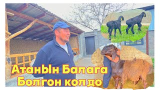 Атасы Баласын Колдоп Кой алып бериптир Колдо Ушунчалык болор@АЛАТОО-001 