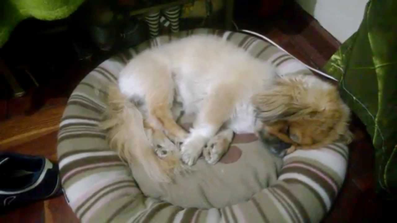dog snoring very loudly YouTube
