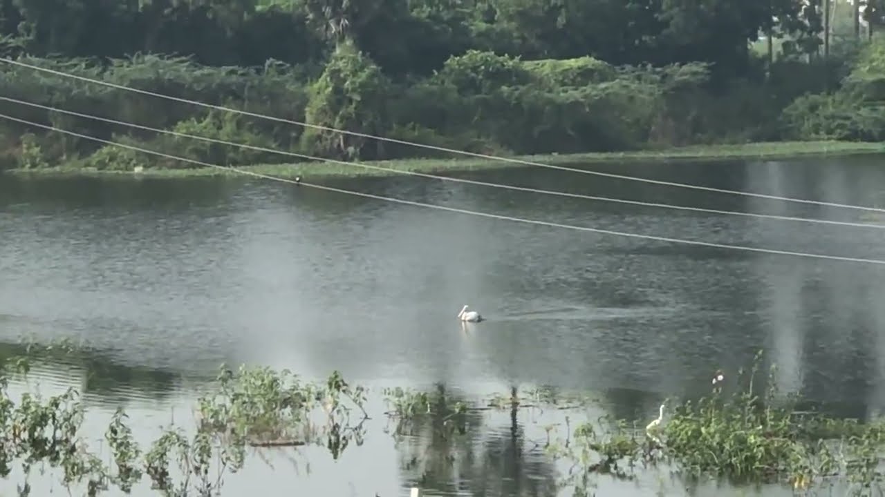 Pure Lake View YouTube