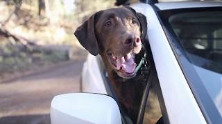 Ruffwear Knot-A-Hitch Campsite Dog Hitch At J&J Dog Supplies