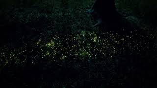 Fireflies