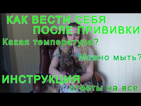 После прививки | Осложнения | Инструкция поведения| Советы собачнику