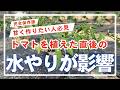 【トマト】甘いトマトは植えた後の「水やり」で決まります