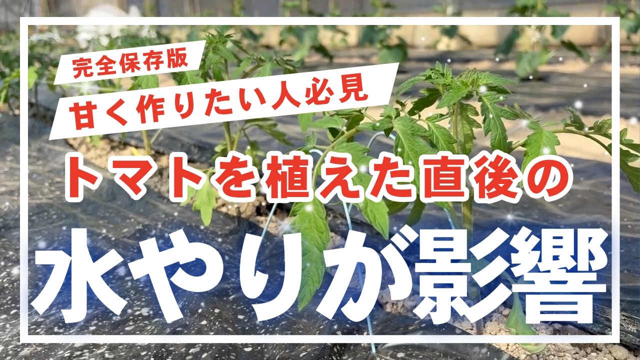 【トマト】甘いトマトは植えた後の「水やり」で決まります