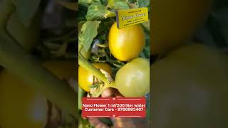 Nano Flower Tomato Flower Inducement And Settings Call Now - 9766993407