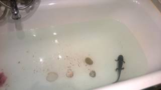Bath Fun Axolotl