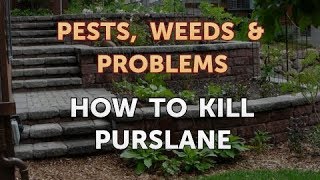 How to Kill Purslane