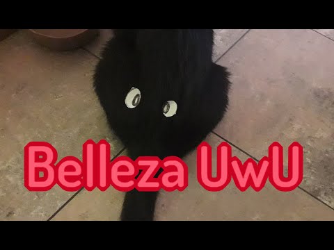 Belleza UwU Resubido