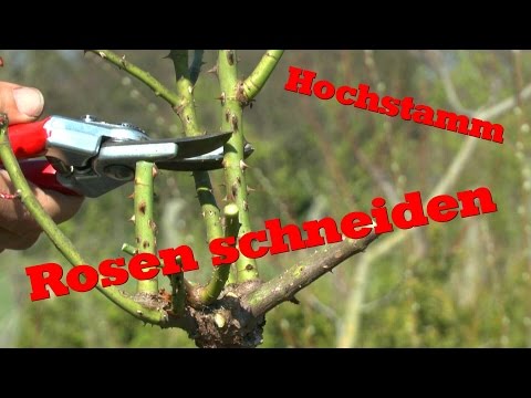 Rosen schneiden an einem Hochstamm