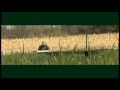 Deutsch Drahthaar , German Wirehair Hunting Dog Training Deutsch Drahthaar , German Wirehair Hunting Dog Training