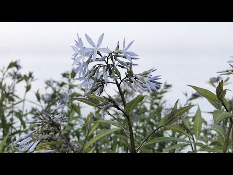 Videó: Amsonia Winter Protection – Tudsz-e termeszteni kékcsillagos növényeket télen