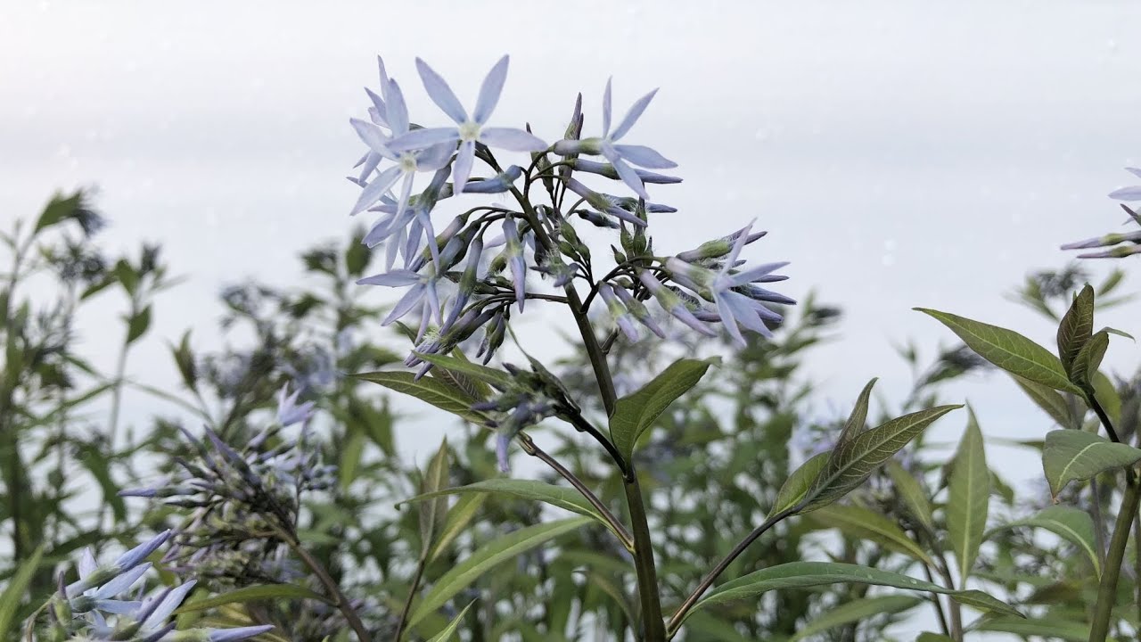 Amsonia 'Storm Cloud' (Bluestar) // Terrific, Multi-Season Native Perennial