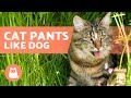 Understanding Cat Panting: Normal Behavior and Potential Health Concerns