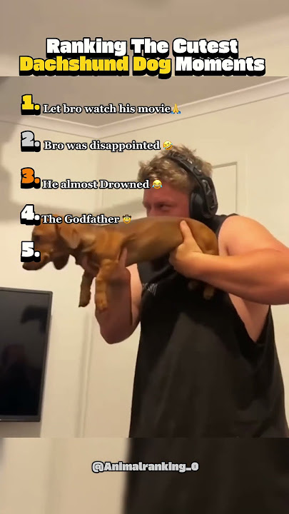 Dachshund Dogs Being Cute 😂 #short