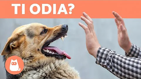 Cosa serve per registrare un cane?